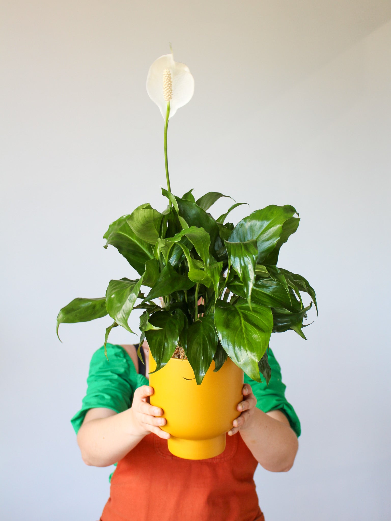 Indoor Plant + Trend Ceramic Pot