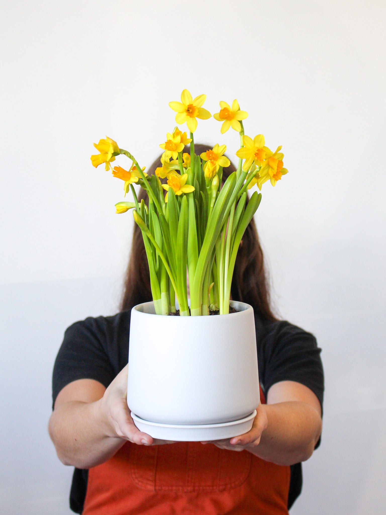 Daffodil + Ceramic White Pot