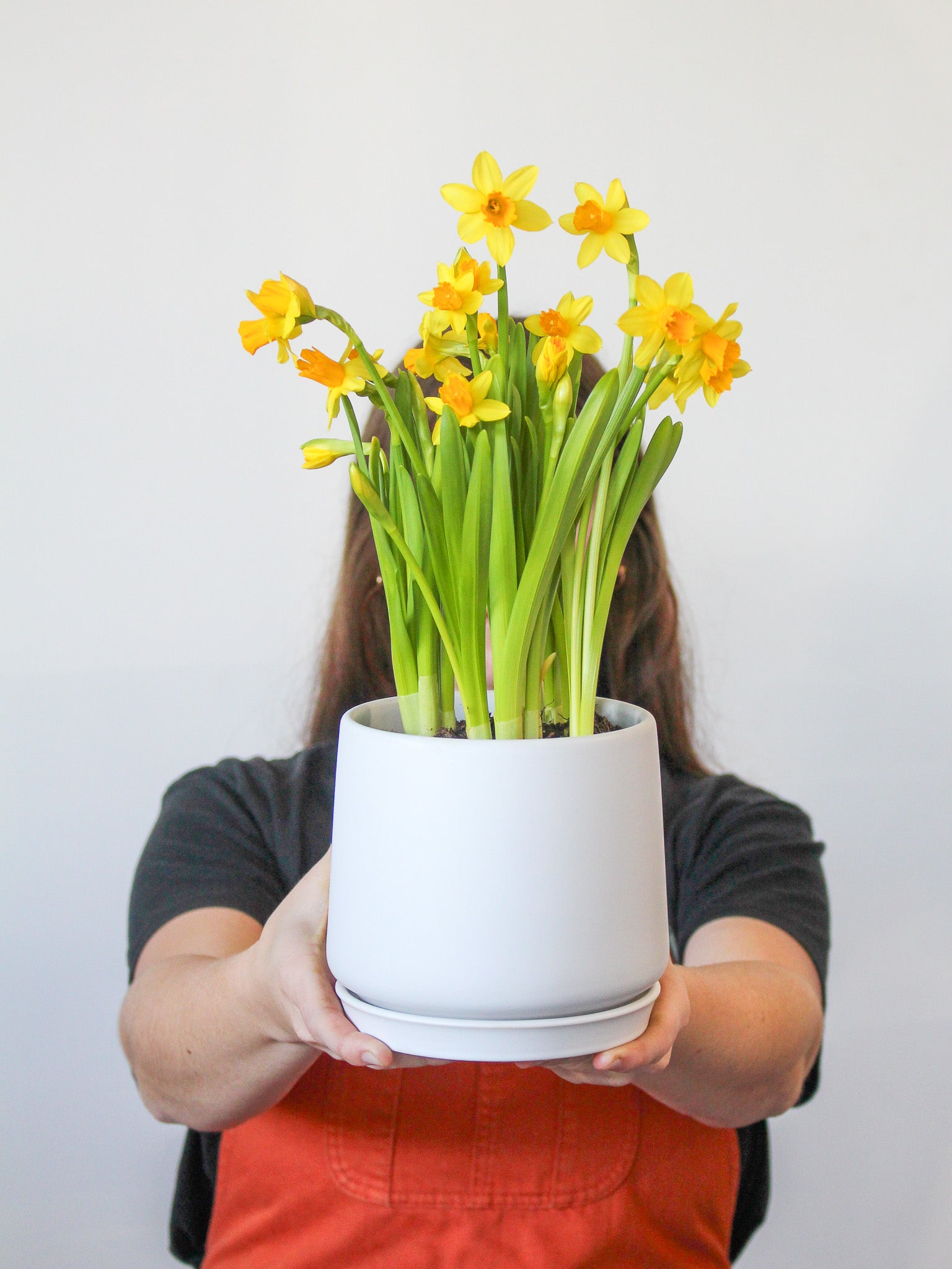 Daffodil + Ceramic White Pot