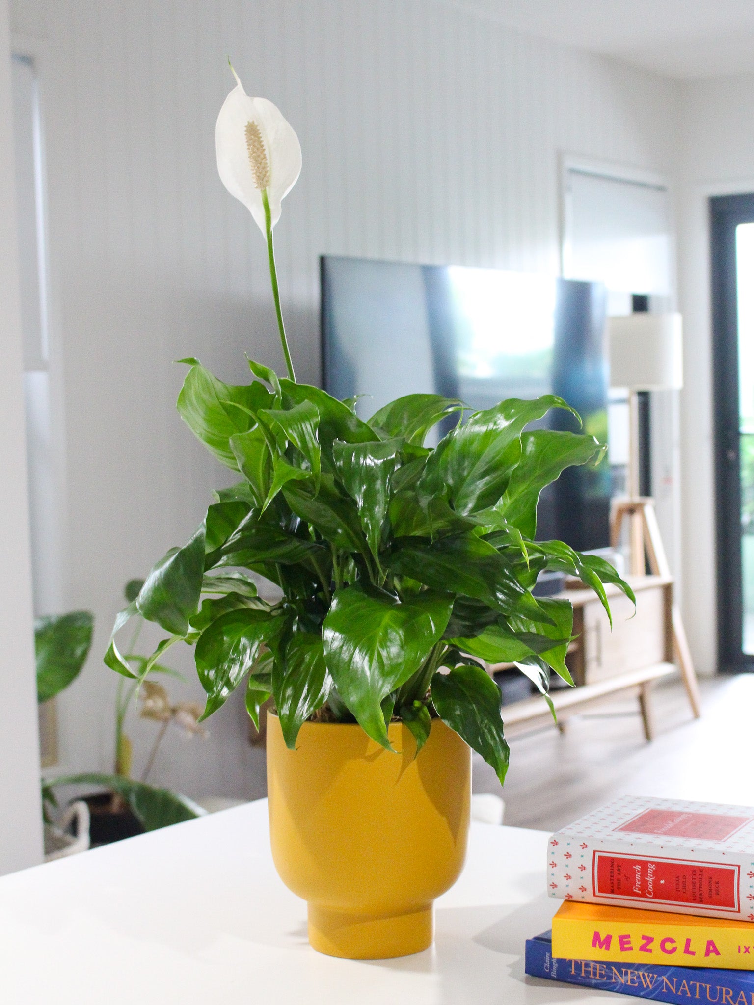 Indoor Plant + Trend Ceramic Pot