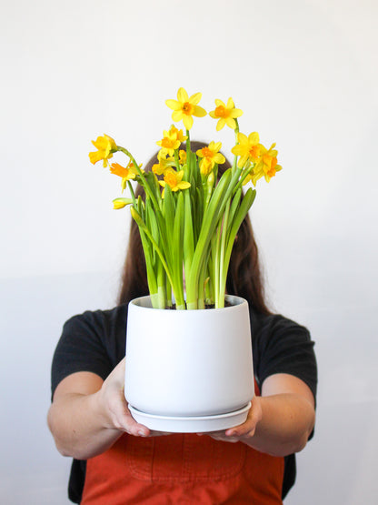 Daffodil + Ceramic White Pot