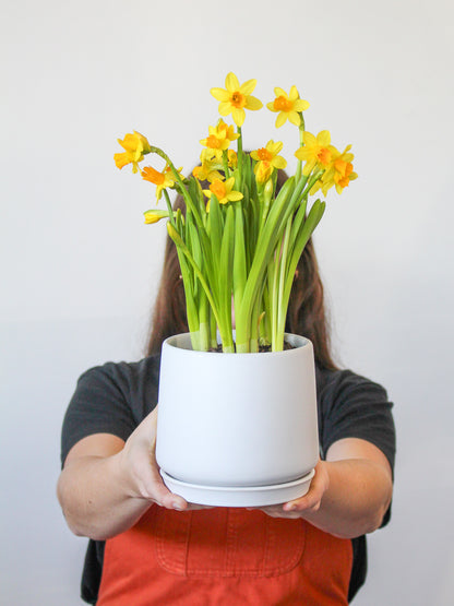 Daffodil + Ceramic White Pot