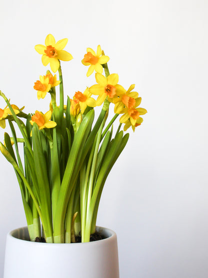 Daffodil + Ceramic White Pot
