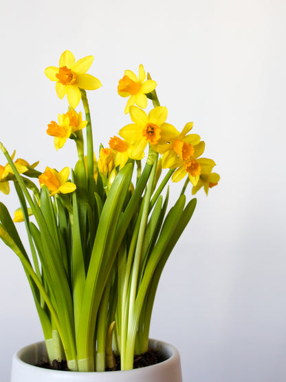 Daffodil + Ceramic White Pot