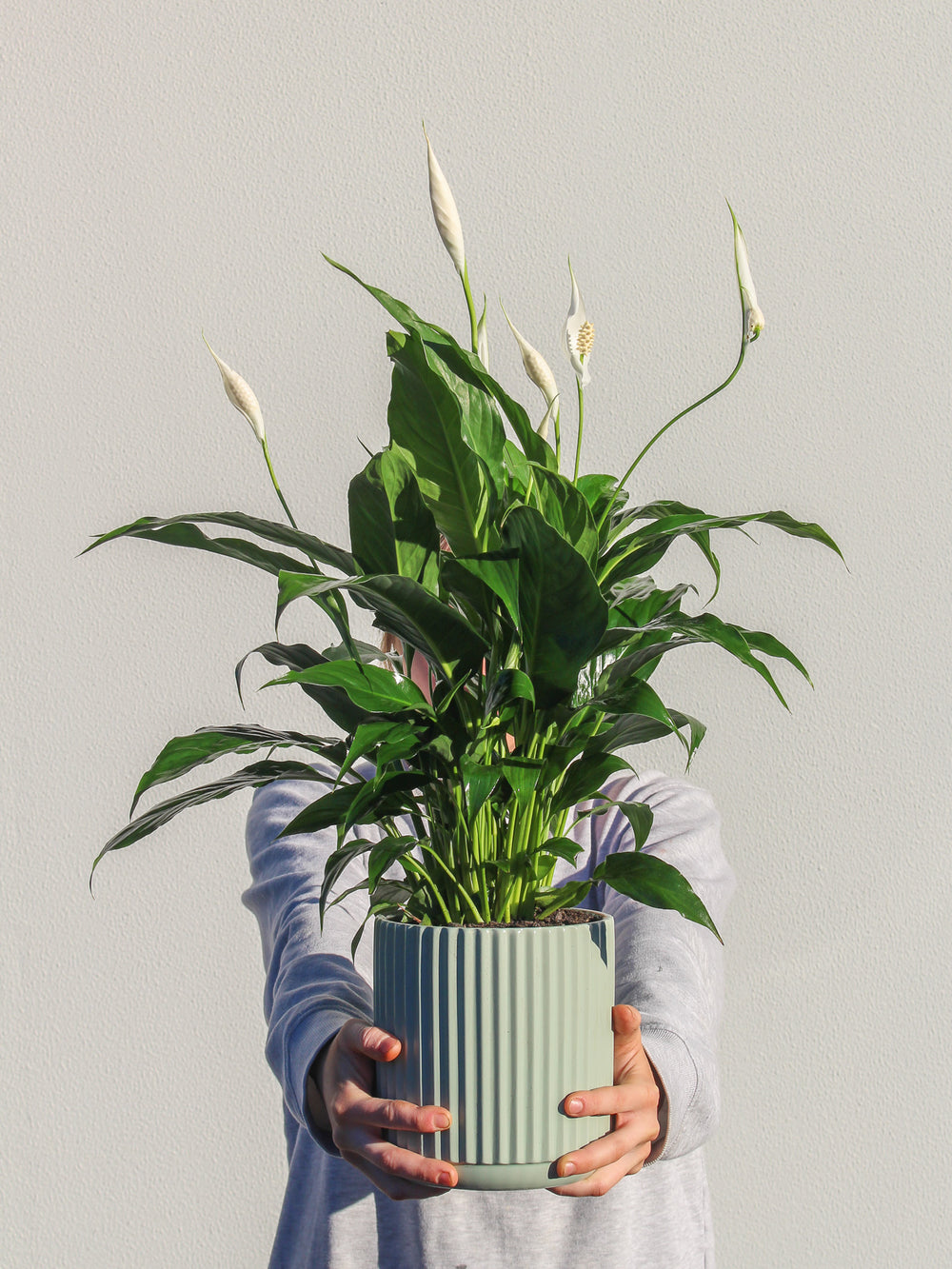 Plants