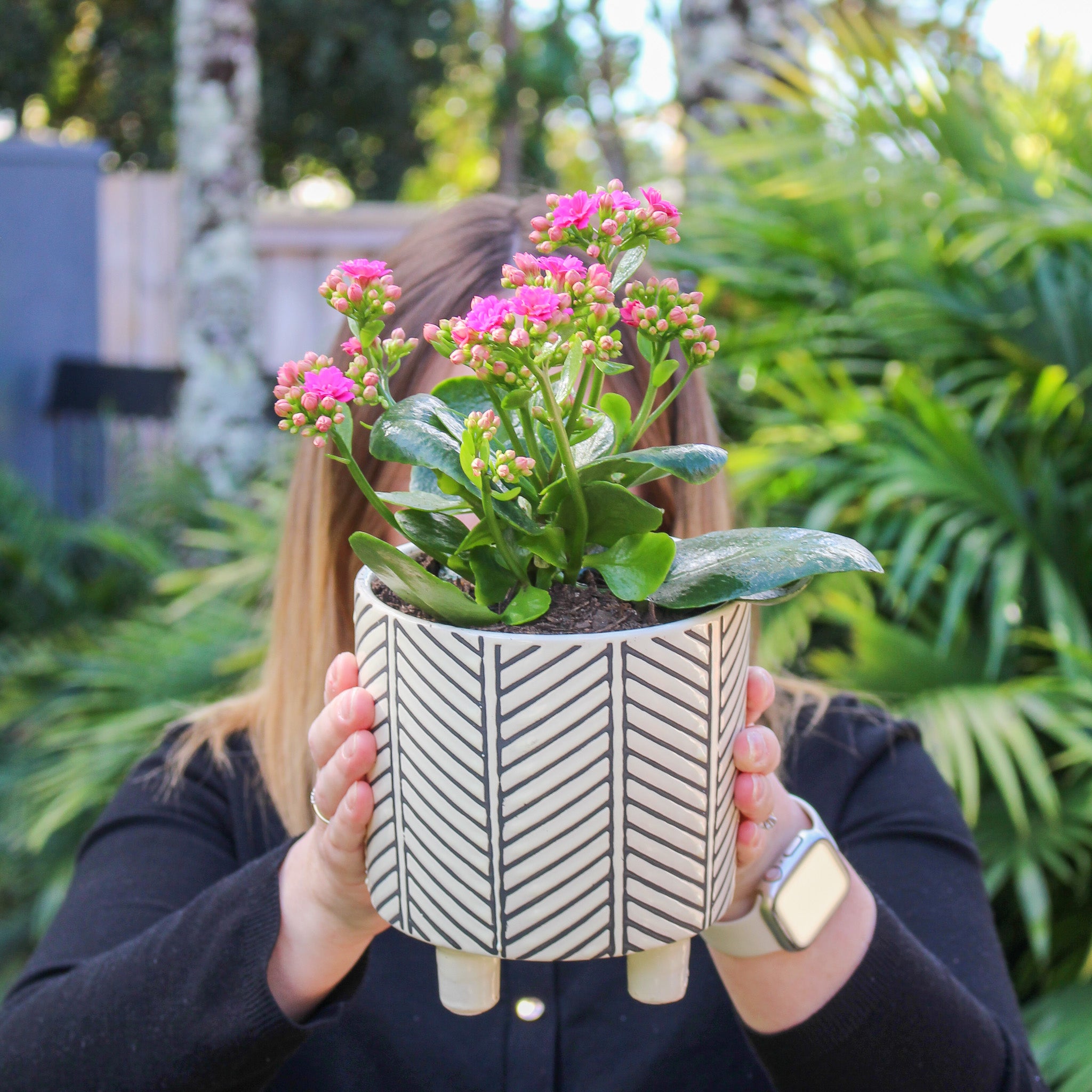 Sunshine Coast Plant Delivery