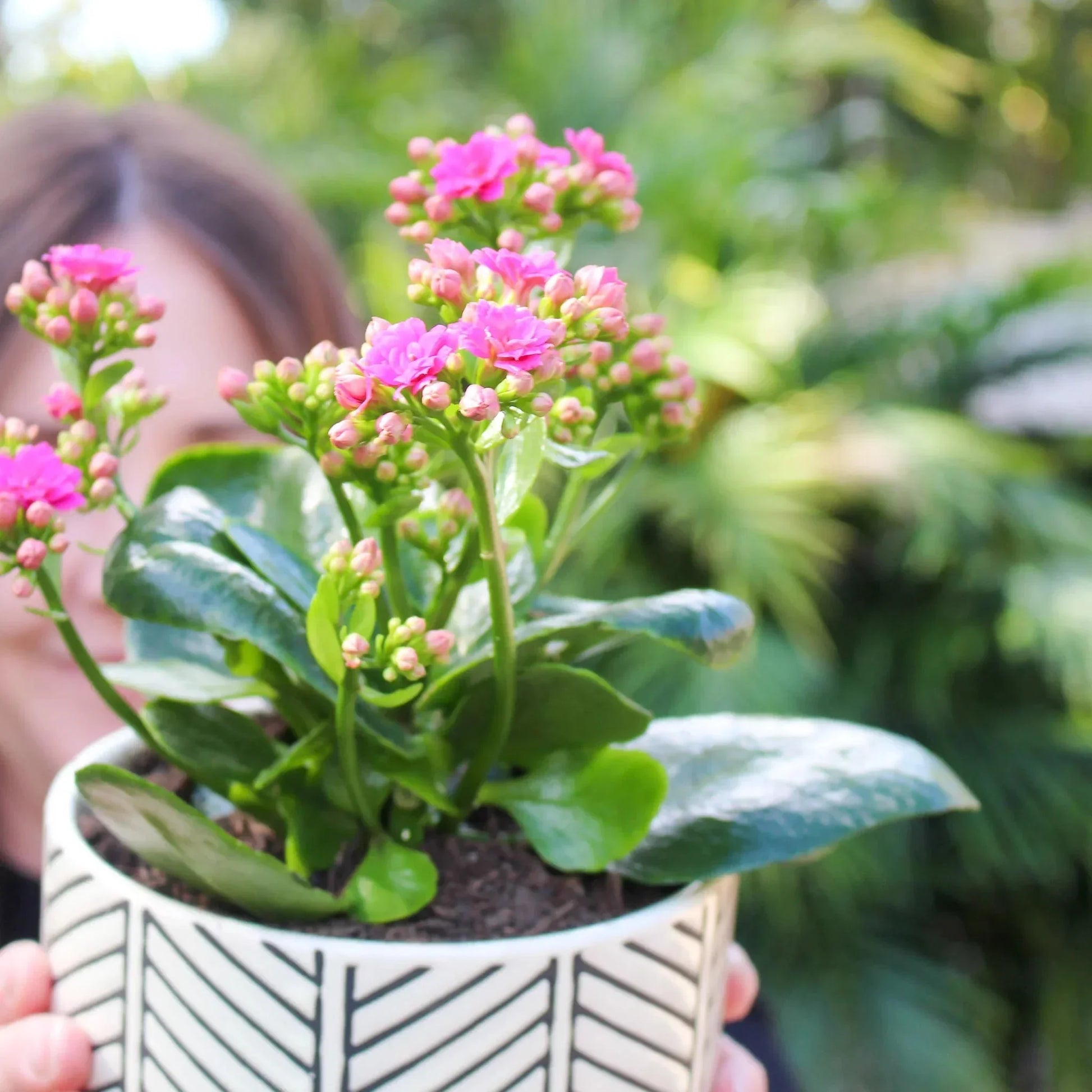 Kalanchoe Plant + Ceramic Trend Pot - The Posy Co