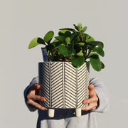 Peperomia Plant + Ceramic Trend Pot - The Posy Co