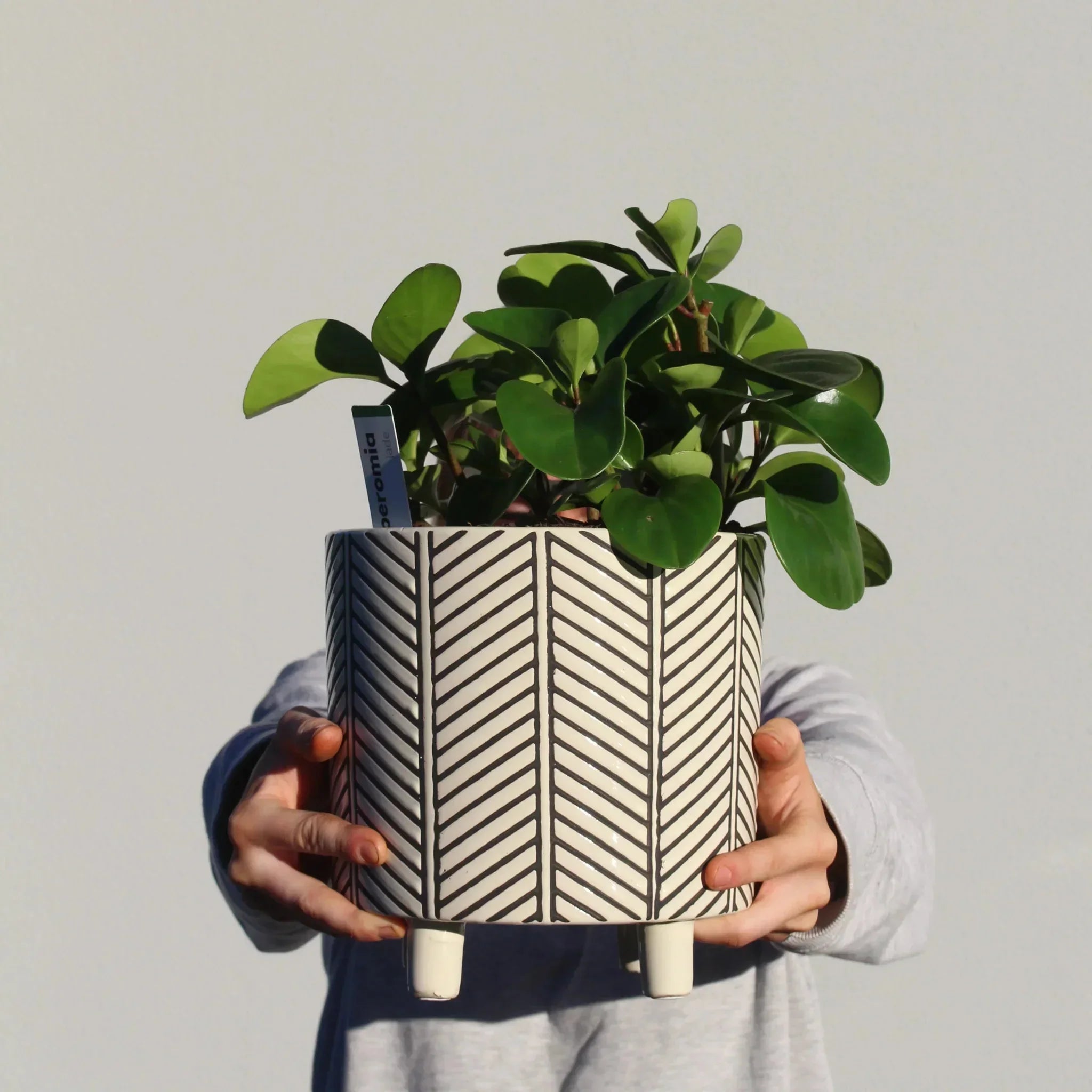 Peperomia Plant + Ceramic Trend Pot - The Posy Co