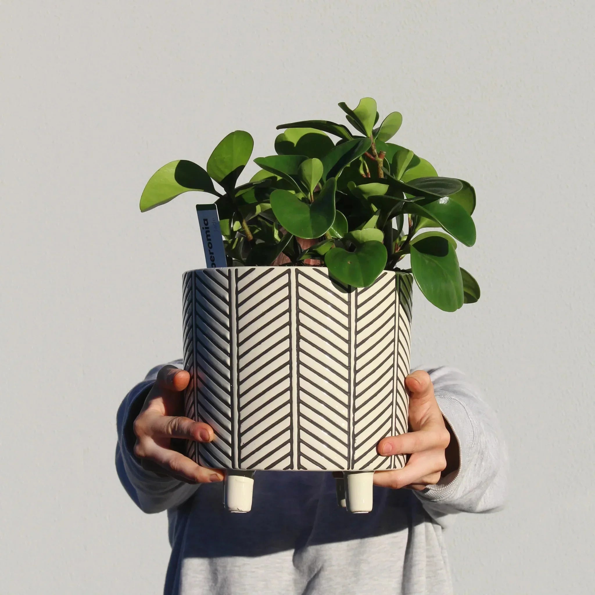 Peperomia Plant + Ceramic Trend Pot - The Posy Co