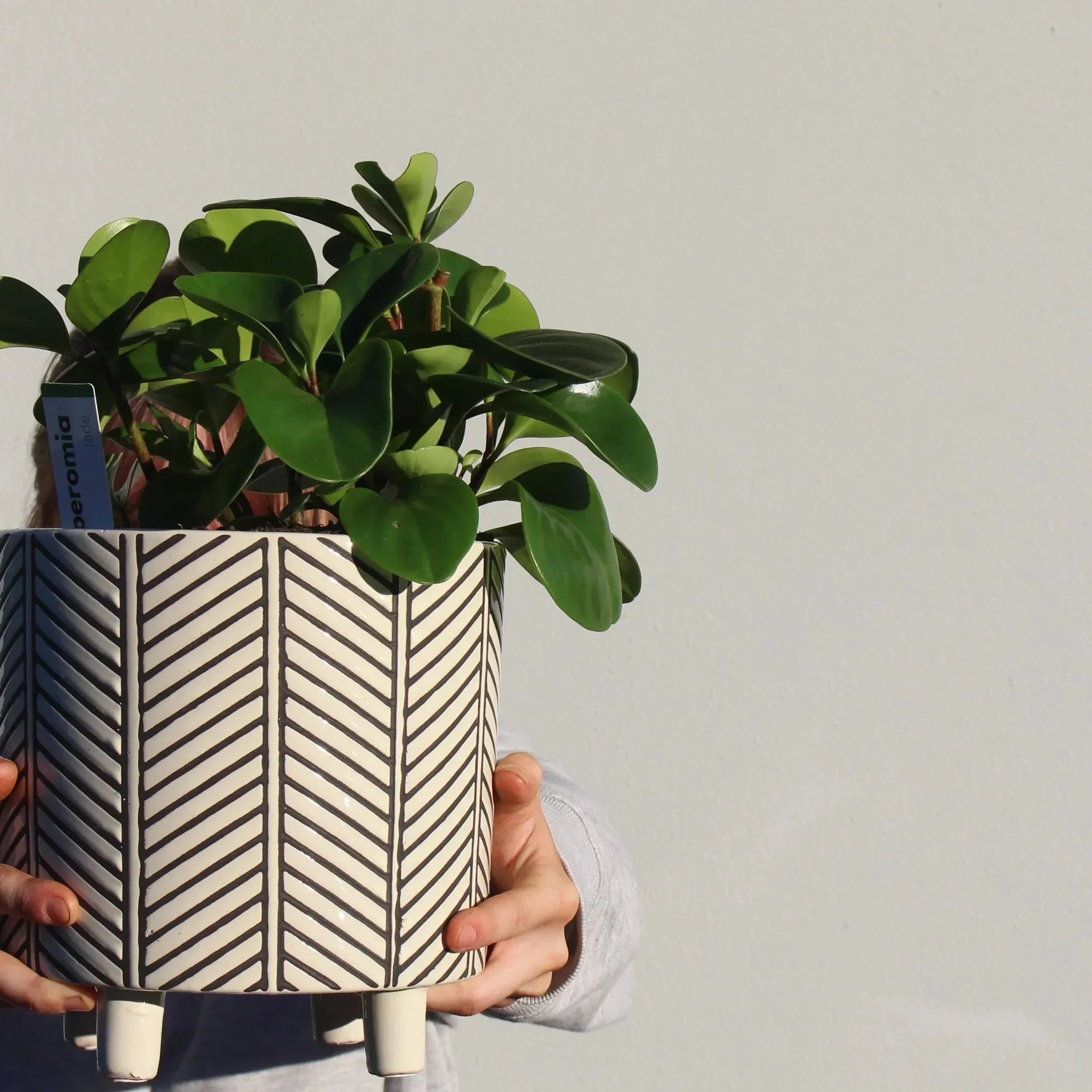 Peperomia Plant + Ceramic Trend Pot - The Posy Co